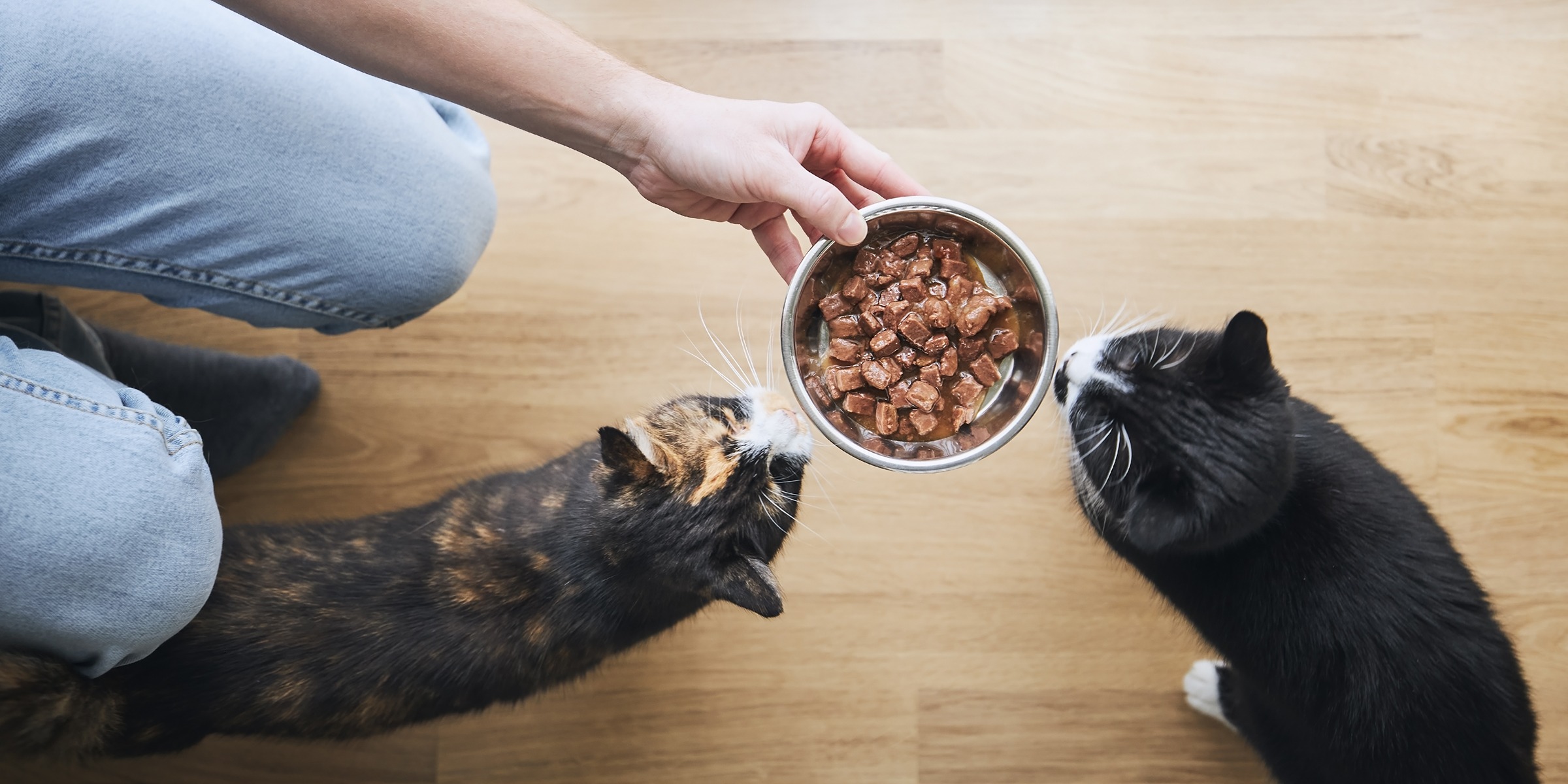 مزیت های غذای مرطوب برای گربه ها