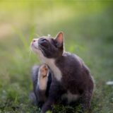 علائم و علل شپش در گربه ها