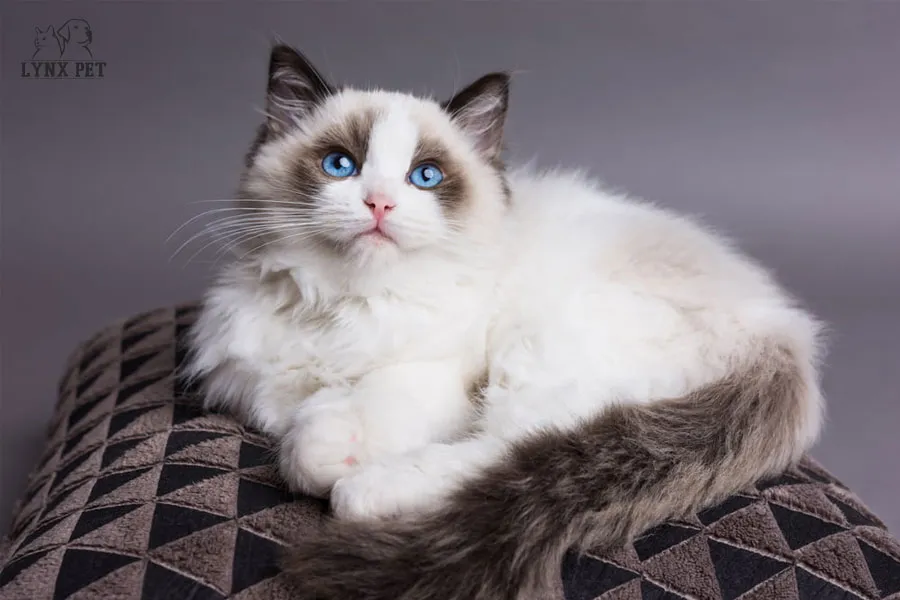 نژاد رگدال