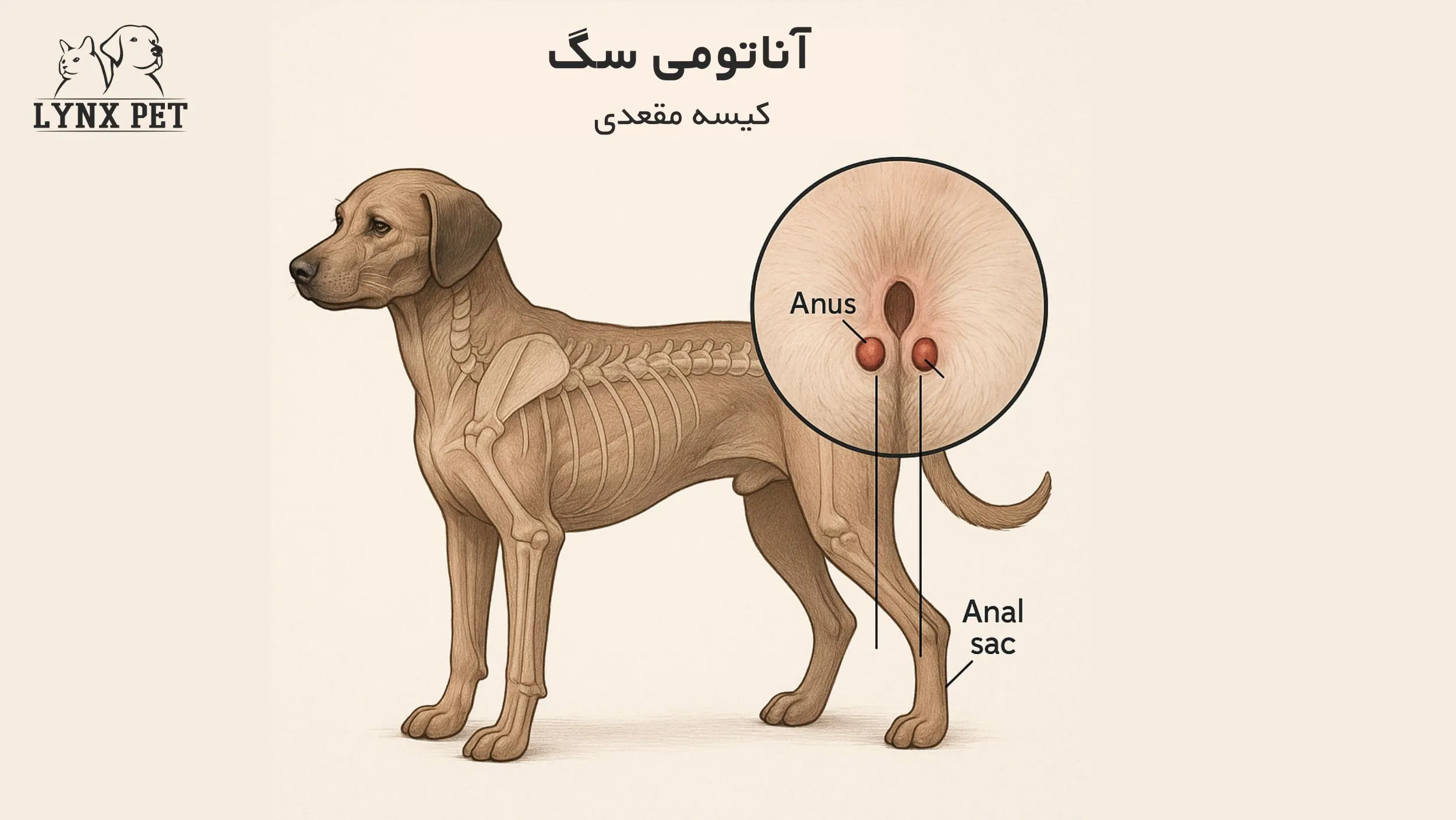 محل قرار گیری کیسه مقعدی سگ